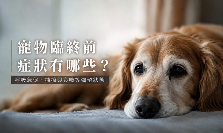 老狗臨終前症狀有哪些？狗狗呼吸急促、抽搐與哀嚎等彌留狀態