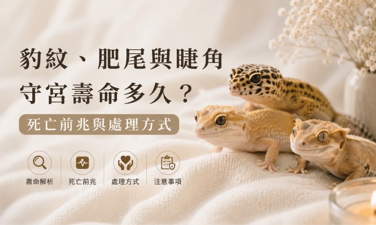 豹紋、肥尾與睫角守宮壽命多久？死亡前兆與處理方式 