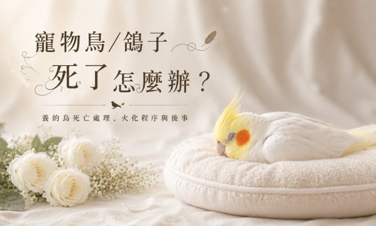 寵物鳥/鴿子死了怎麼辦？養的鳥死亡處理、火化流程與後事